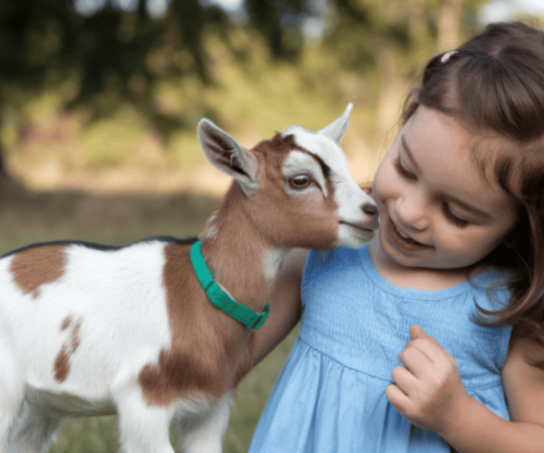 The Joys of Livestock Cuddling Farm Stay