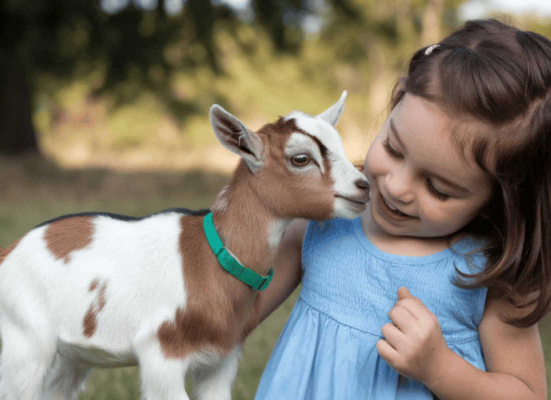 The Joys of Livestock Cuddling Farm Stay